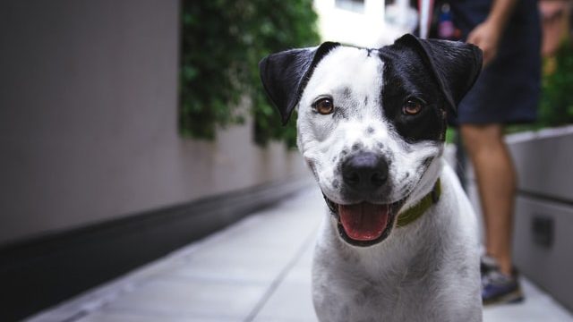 夢占い 犬の夢に関する6つの意味 心理とは 親しい人を象徴する 夢占い 夢占い 犬の夢に関する6つの意味 心理とは 親しい人を象徴する 夢占い